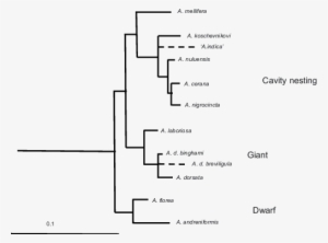 Bees Transparent Dotted Line - Honey