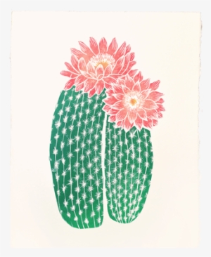 Echinocereus Chisoensis - Gerbera