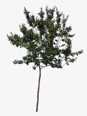 Lagerstroemia Indica - Pond Pine
