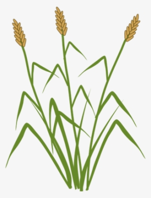 Ian Symbol Typha Spp - Typha Sp