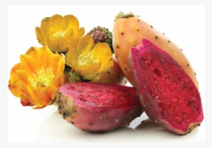 Opuntia Ficus-indica Extract - Opuntia Ficus Indica Flower Extract
