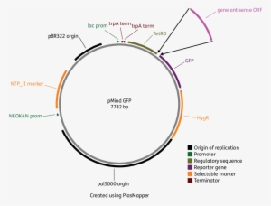 Pmindgfp Vector Map Showing The Placement Of The Open - Open Reading Frame Vector