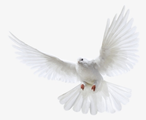 Pigeon Png Images Free Pictures - Pigeon Png