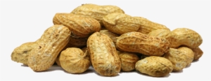 Fresh Groundnut - Peanut