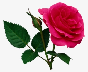 Momma Ginger Told Me One Time "cut Th - Rose Flower Png File