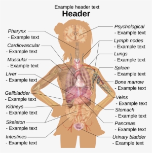Girl Diagram Template - Women's Body Parts Diagram