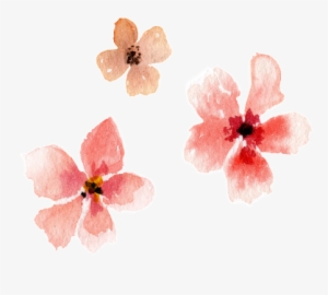 Pink Watercolor Hand-painted Flower Transparent Material - Watercolor Painting