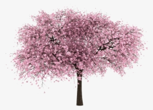 Cherry Tree - Cherry Blossom Tree Png
