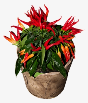 Chili, Sharp, Red, Chilli Pepper, Pepper, Pods, Flame - Chili Pepper