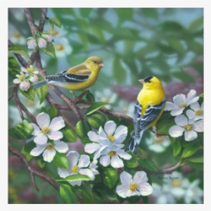 Signs Of Spring American Goldfinch - Bradley Jackson Paintings