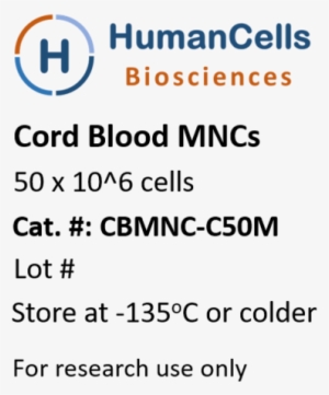 Human Cord Blood Monoculcear Cells, Cb Mncs - Peripheral Blood Cell