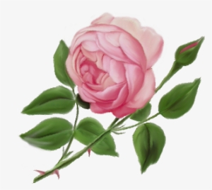 English Rose - English Rose Png
