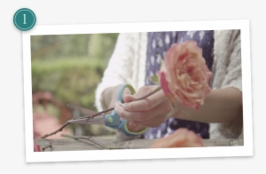 Step - Preserve Fresh Flowers Borax