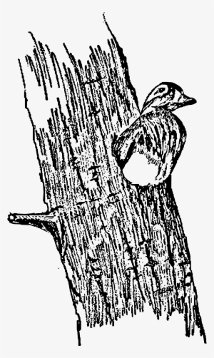 This Free Icons Png Design Of Hen Wood Ducks In A Tree