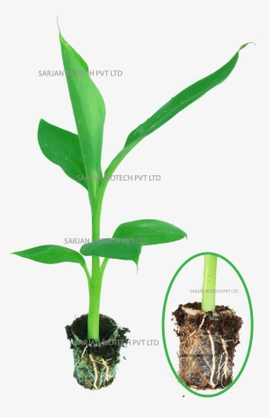 Having Ultra-modern Plant Tissue Culture Laboratory - Tissue Culture Png