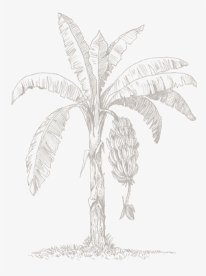 Attalea Speciosa