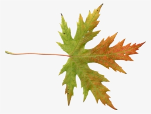 Mainpicture - Adobe Photoshop