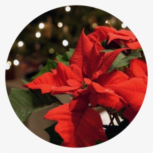 Seasonal Floral Arrangements - Poinsettia