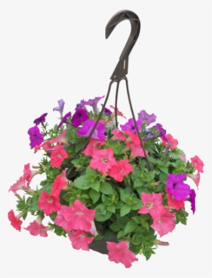 Petunia Hanging Basket - Petunia In Pot Png