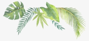 Tropic11 - Pearl