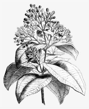 Sprinkle A Little Cinnamon Instead Of Sugar Into Canned - Ajenjo Planta Medicinal Para Colorear