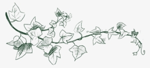 Croquis Branche Feuilles Lierre Crayon Encre Vert - Sketch