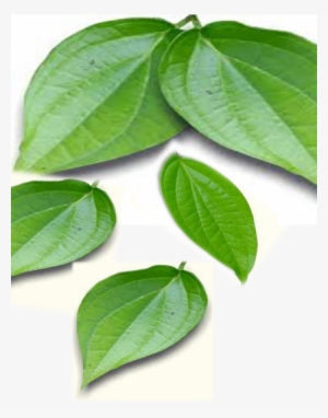 Betel Leaves - Betel Leaf Paan Png