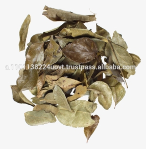 Organic Curry Leaves, Organic Curry Leaves Suppliers - Organic Curry Leaves