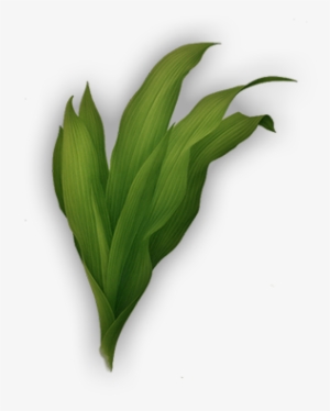 Report Abuse - Grass