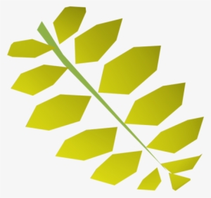 Curry Leaf - Th - - - Curry Tree