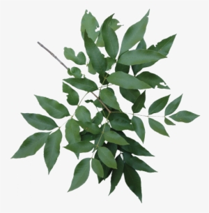 Louisiana State Arboretum State Preservation Area