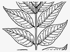 Curry Leaves Cliparts - Tobacco Leaves Clip Art