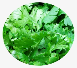 It Is The Most Common Fresh Herb That Is Used As A - Coriander