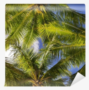 Tropical Background Of Coconut Palm Leaves Wall Mural - Stock Photography