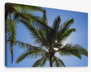 Coconut Palms Backlit By The Sunlight In A Blue Sky - Coconut Palms Backlit By The Sunlight Ted States Of