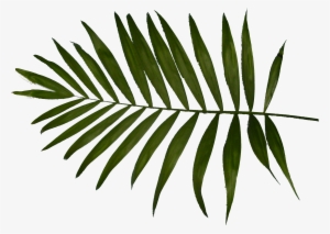 Palm Tree Leaf Png Download - Charlotte Thomas Fern Housewife Pillowcases
