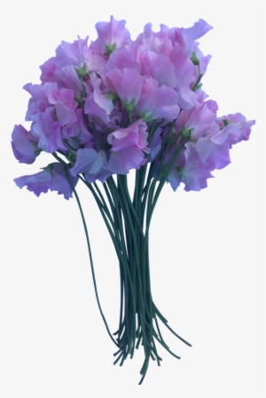 Pink Sweet Peas - Bouquet