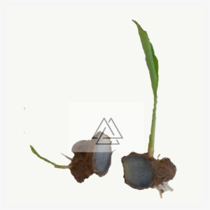 Black Turmeric Plant - Illustration