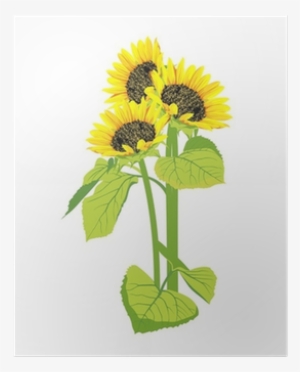 Beautiful Sunflowers Bouquet Isolated On White Background - Common Sunflower