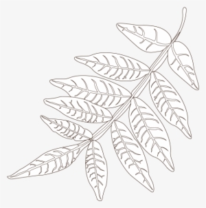 Sumac - Leaf