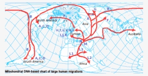Eventual Dispersion-migration Routes - Graphic Design