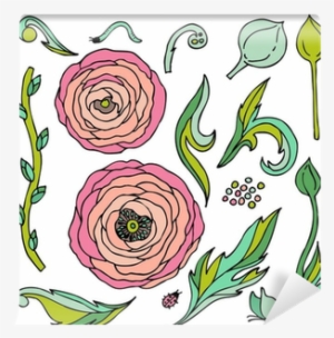 Ranunculus-rose Flowers Vector Set Wall Mural • Pixers® - Vector Graphics
