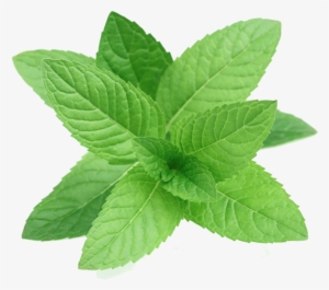 More Views - Perennial Herb Mint Seeds