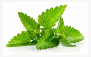 Mint Leaves
