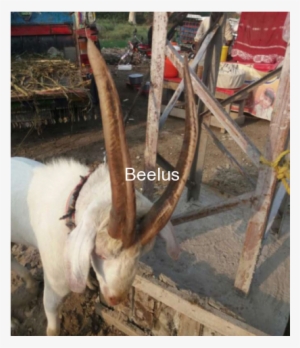 Qurbani Ka Bakra - Livestock