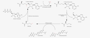 Summary Of S-adenosyl Methionine Regeneration Cycle - Anxiety
