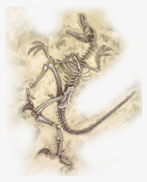 Here's Lots Of Screencaps From The Official Website - Fossil Png