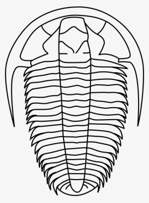 Vector Freeuse Trilobite Frames Illustrations Hd Images - Trilobite Clip Art