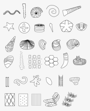 Invertebrate Fossils - Fossil Drawings