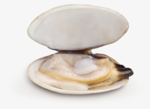 White Clam - White Clams